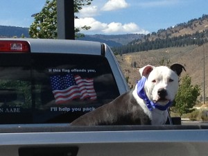 american flag dog and truck help you pack